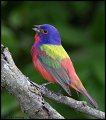 _5SB2845 painted bunting